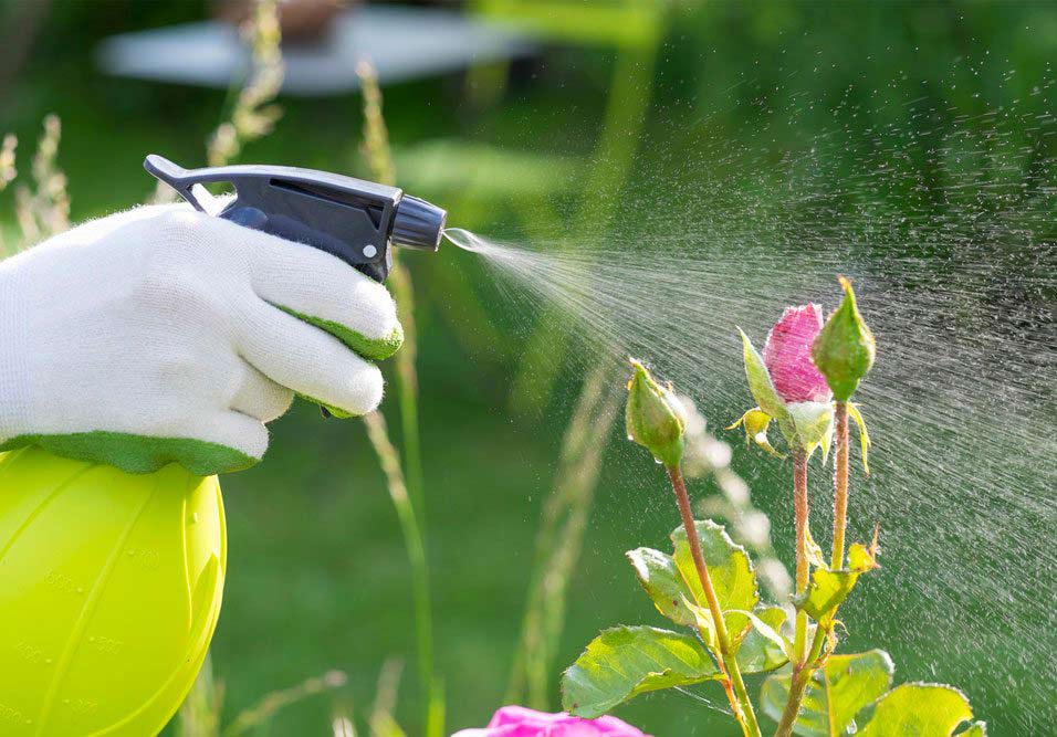 Plantas exigem cuidados manutenção contínuos Plantas exigem cuidados manutenção contínuos